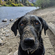 Camas, a very good girl